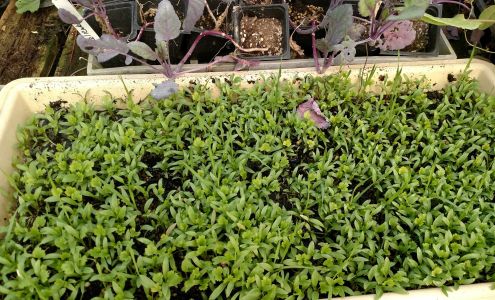 Crestview Inc. Farms Arcadia