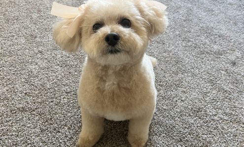 Relaxations Grooming Bar