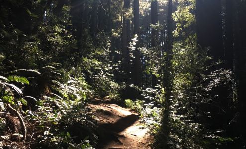 Michelle Field, CMT, BCTMB