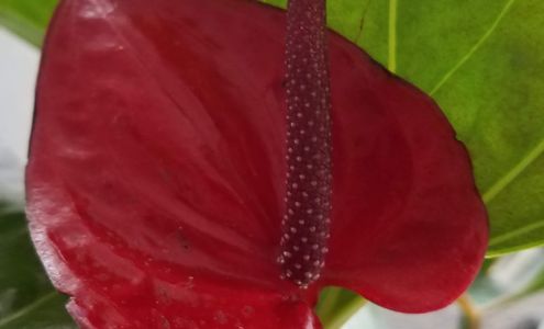 Reef Garden Massage, LLC MedSpa Suites, Suite 100-9, 9900 W Sample Rd, Coral Springs Florida 33065