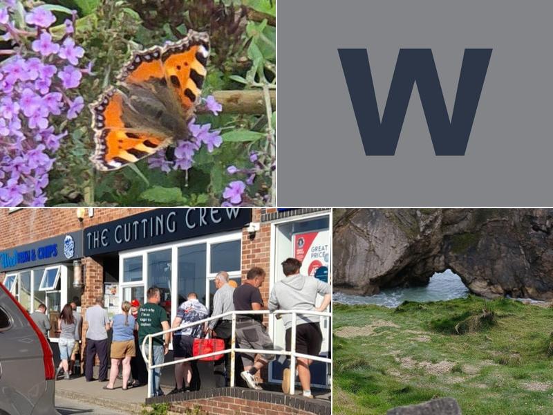 Wool Fish & Chip Shop