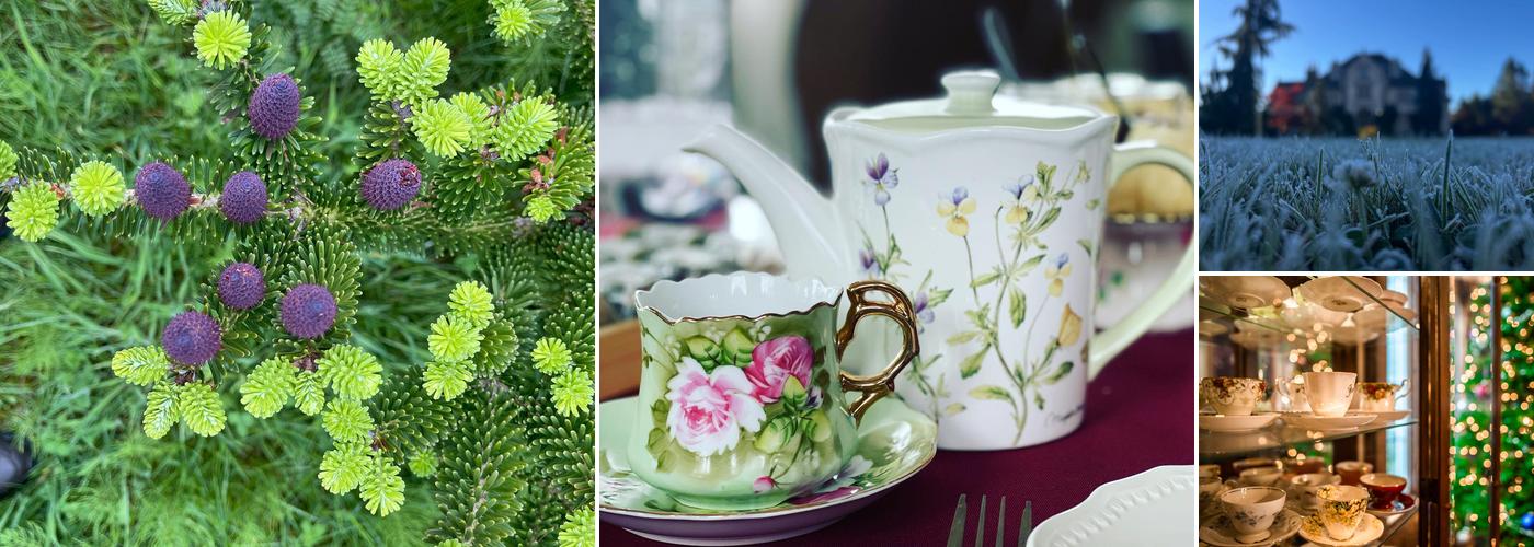 Willowbrook Manor English Tea