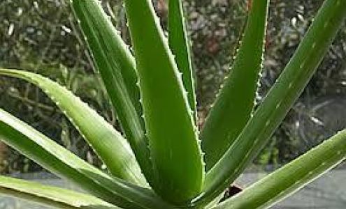 China Roberson, L. Ac., Diplomate of Oriental Medicine