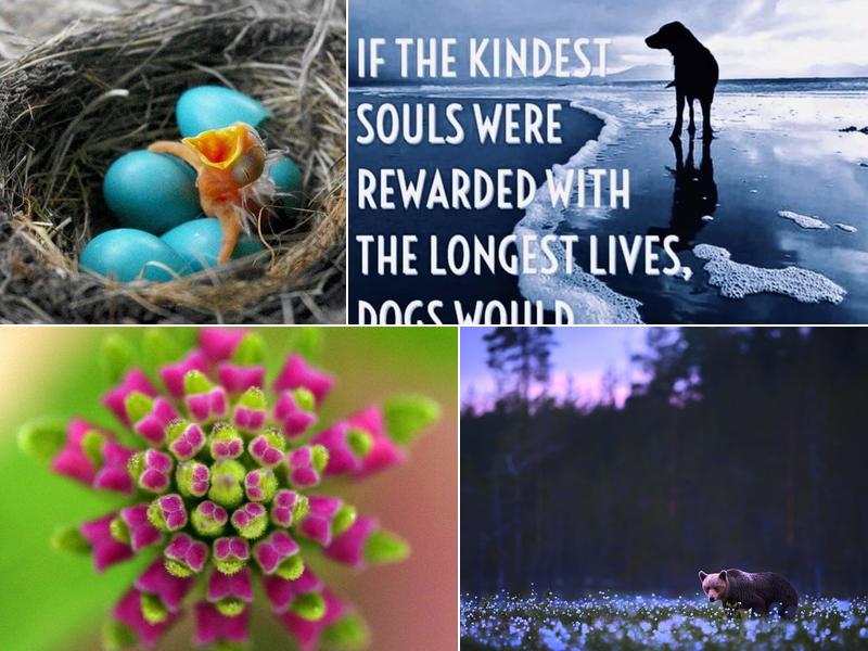 Rabbit Mountain Healing Arts