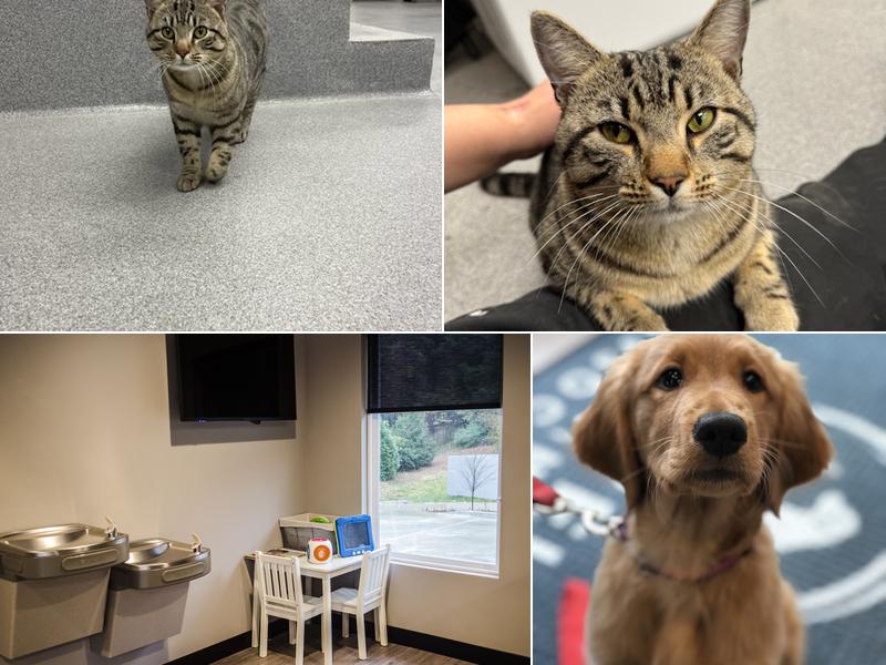 Roswell Veterinary Associates