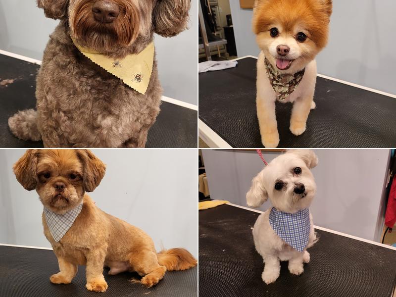 Debonair Dog Pet Spa