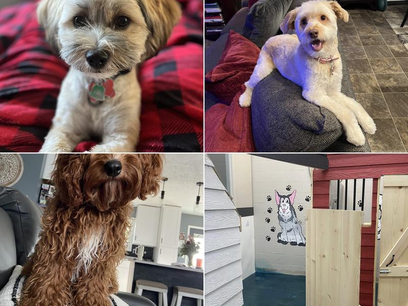 Paw Paradise Spa and Boarding