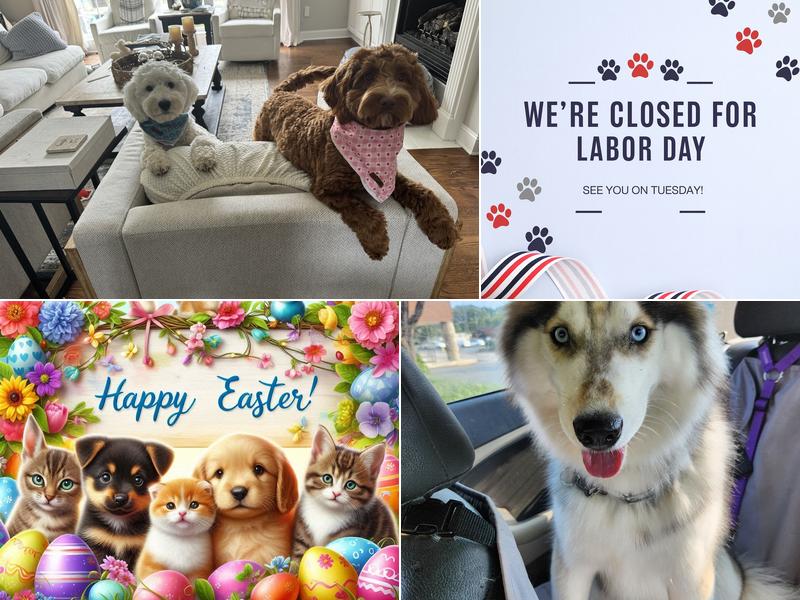 Foxy Locks Pet Grooming & Doggie Daycare