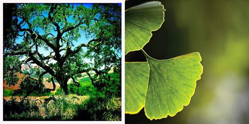 Daniel Martin Acupuncture