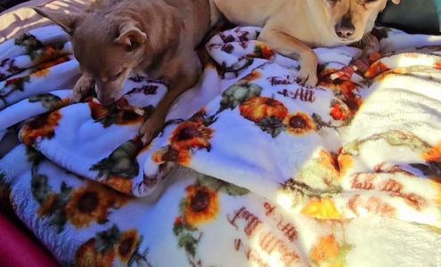 Sunita's threading & hair dalon