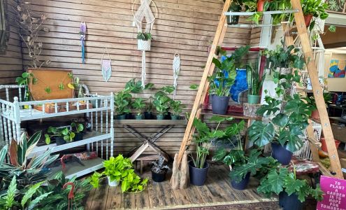 Cactus Cactus 203 11th St, Nederland Texas 77627