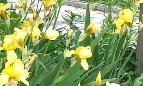 C.T.'s Massage Expressions 2200 N 14th St, Terre Haute Indiana 47804