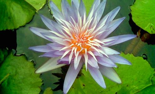 Essential Balance Therapeutic Massage & Wellness