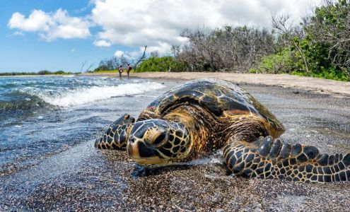 Honu Touch Massage Therapy PLLC