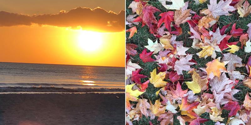 Theresa P. Freeman PT, LMT