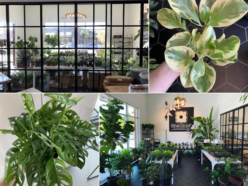 PlantShop by BKeD Co.