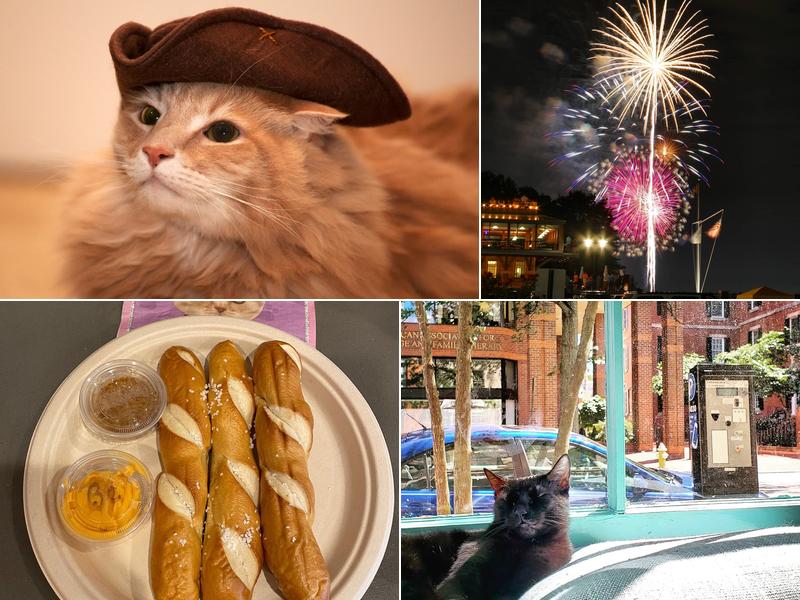 Mount Purrnon Cat Café + Wine Bar