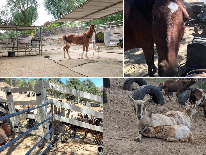 Twenty Nine Oaks Ranch