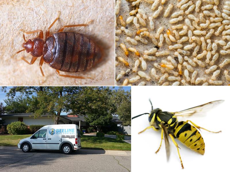 Beeline Pest Control