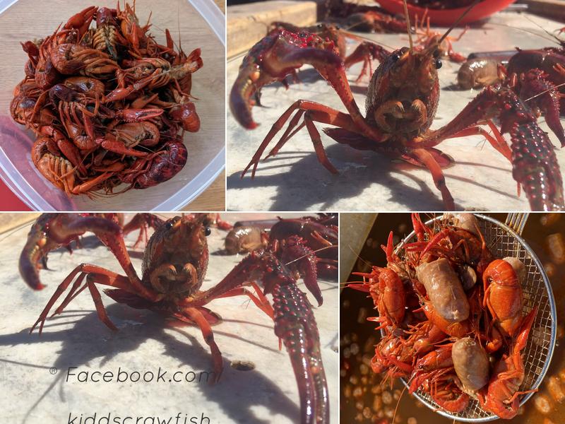 Kidd's Crawfish