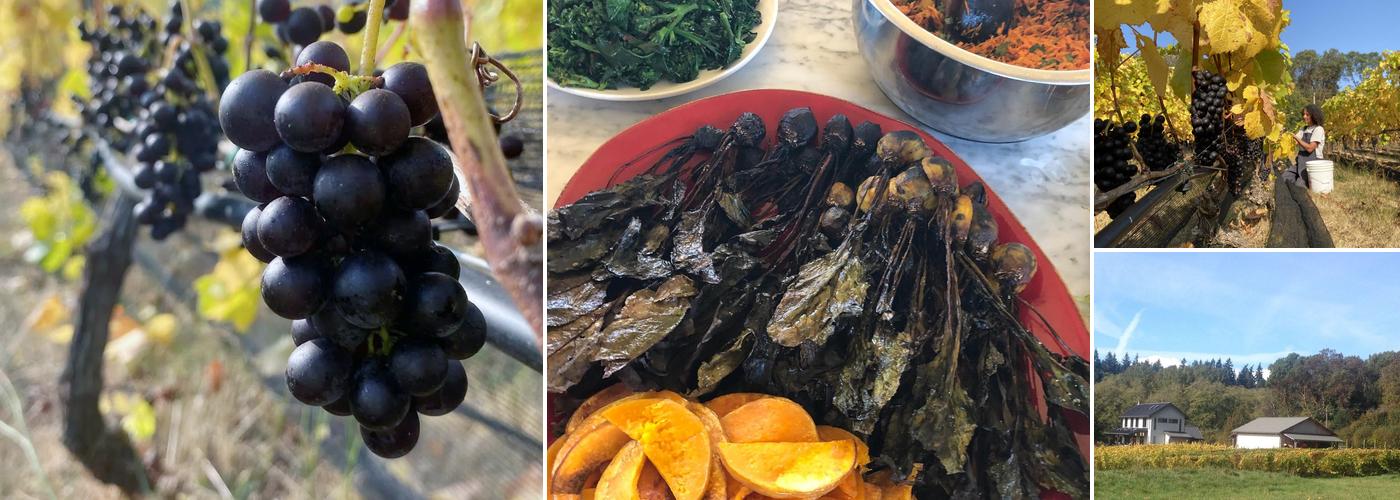 Alli Lanphear Farm & Vineyard