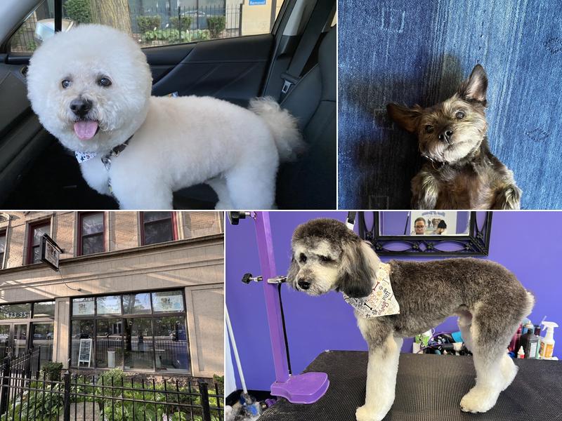 Bark N Bubbles Doggy Day Spa-Hyde Park