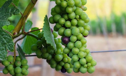 Chris James Cellars Estate Tasting Room | Award winning wines | distinctive whites. elegant reds.