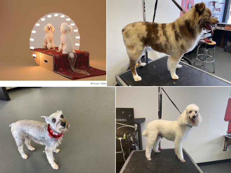 vanity pawz pet salon