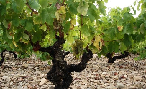 30.50 Wine Imports Toronto