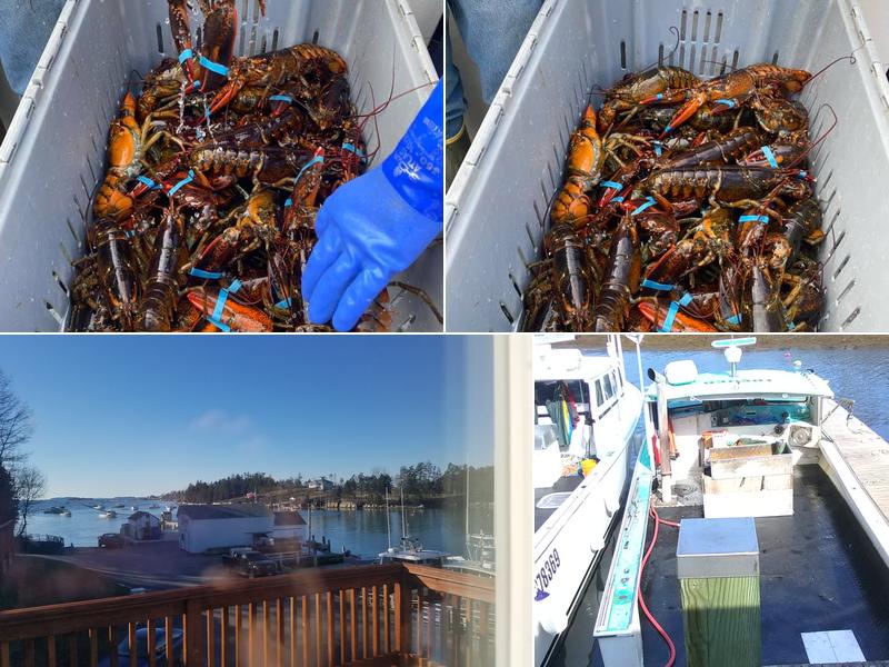 Potts Harbor Lobster Inc. 242 Ash Point Rd, Harpswell