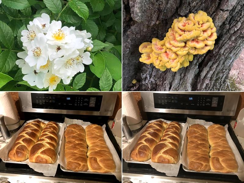 The Permaculture Inn