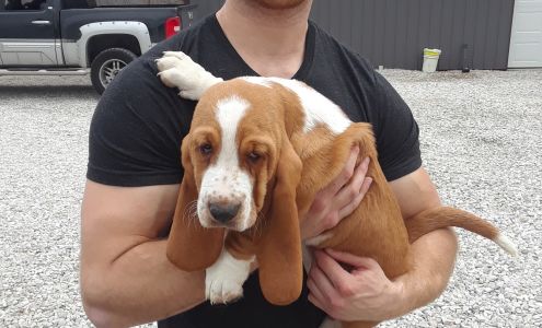 Steve's Bassets Petersburg