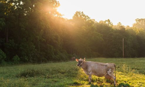 Intended Way Farm Pinnacle