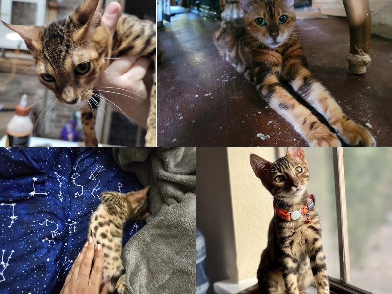 Clarkstone Bengal 160 Camp Willow Rd, New Braunfels