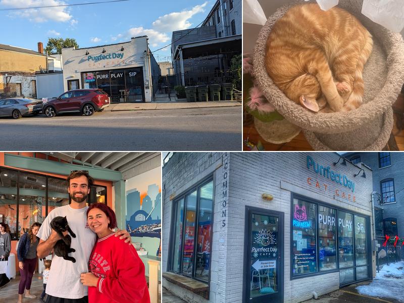 Purrfect Day Cat Café