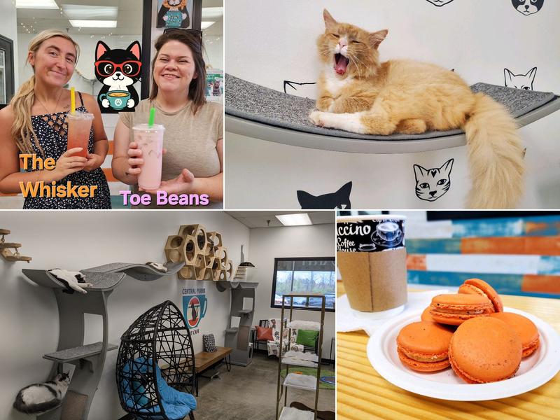Central Purrk Cat Cafe 401 Outlet Center Dr #260, Georgetown