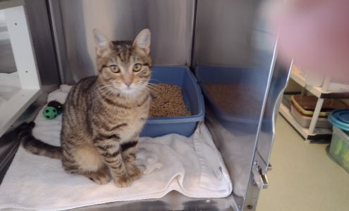 SPCA of Hancock County Trenton