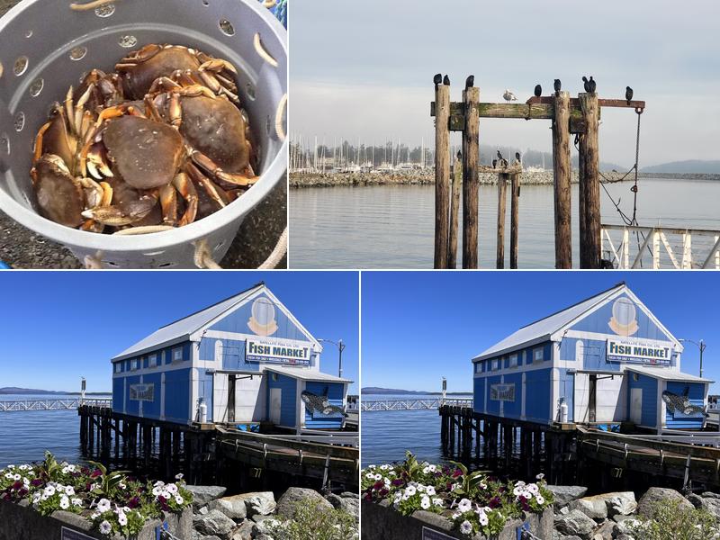 Satellite Fish Co Ltd