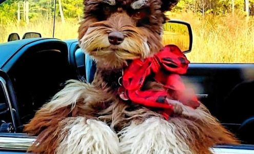 lovemyschnauzers Newville