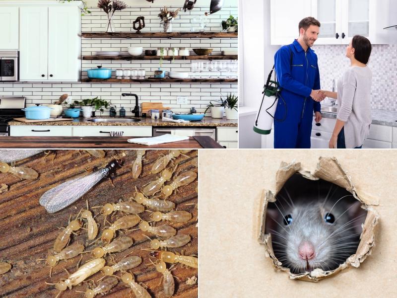 Chandler Exterminators