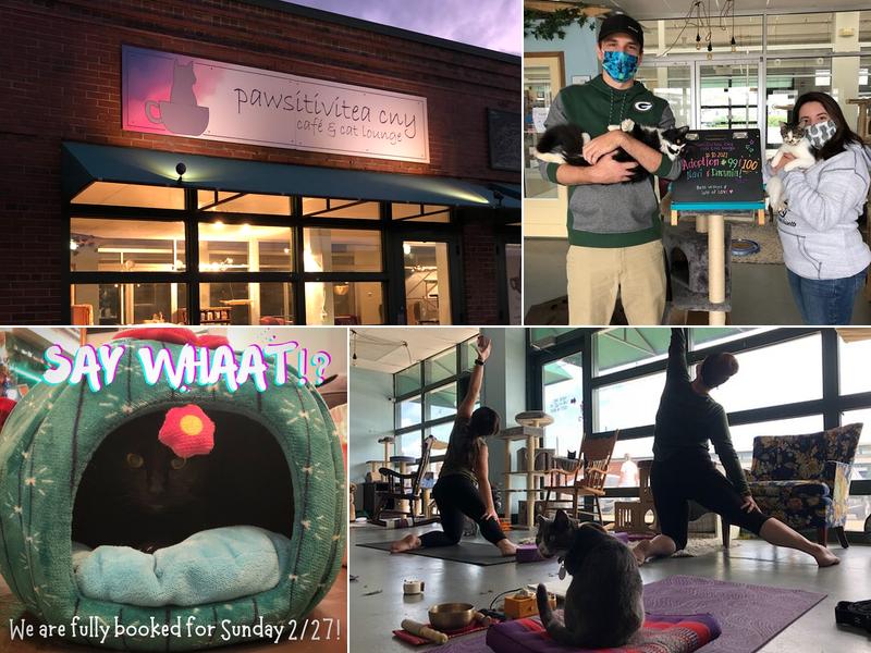 Pawsitivitea CNY Cafe & Cat Lounge 2100 Park St, Syracuse