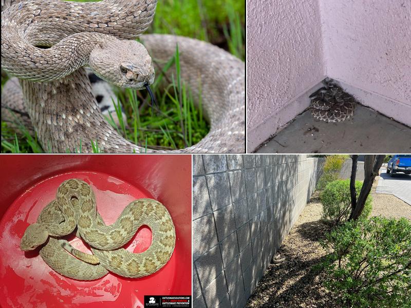 Rattlesnake Solutions Tucson