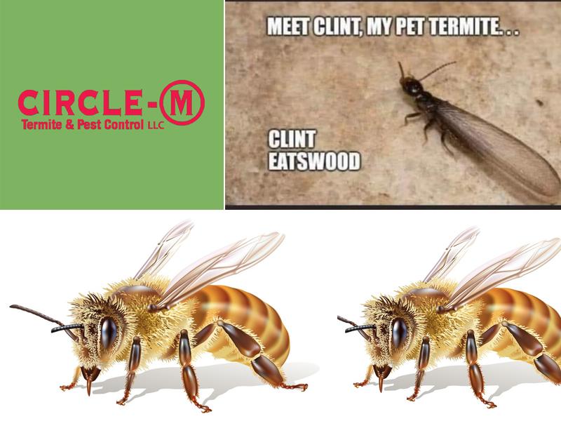 Circle-M Termite & Pest Control LLC