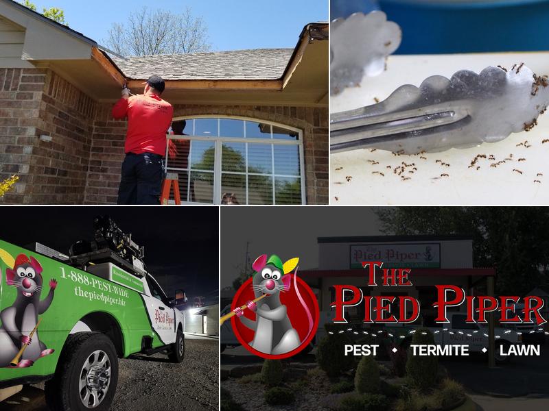 Pied Piper Pest, Termite & Lawn Service