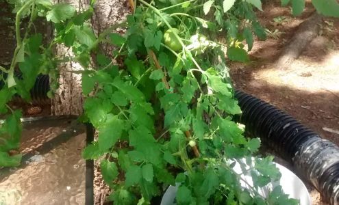 Colonial Village Apartments