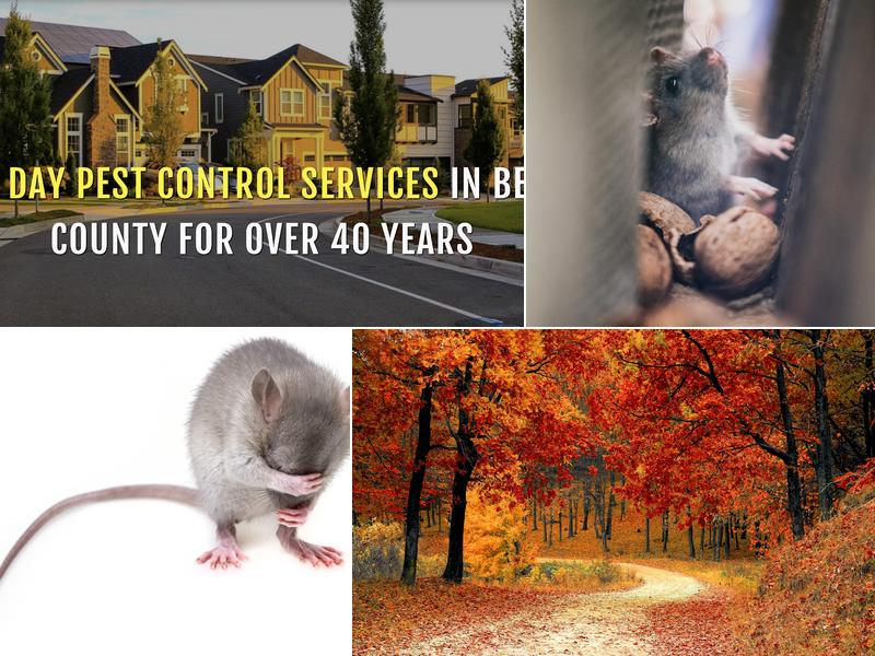 Twin Boro Pest Control