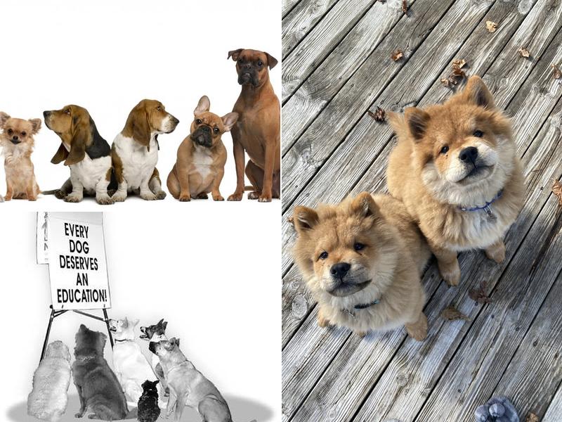 Canine Command Learning Center