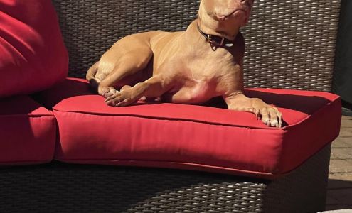 Tracey Harris - State Farm Insurance Agent