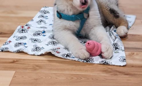 Mystic Moon at Chaplin Hills Australian Shepherds and Dalmatians Chaplin