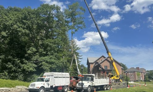George of the Jungle Tree Service Ashburnham